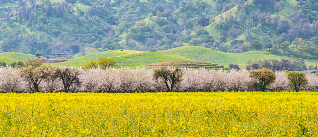 Yolo County Almond Blossoms