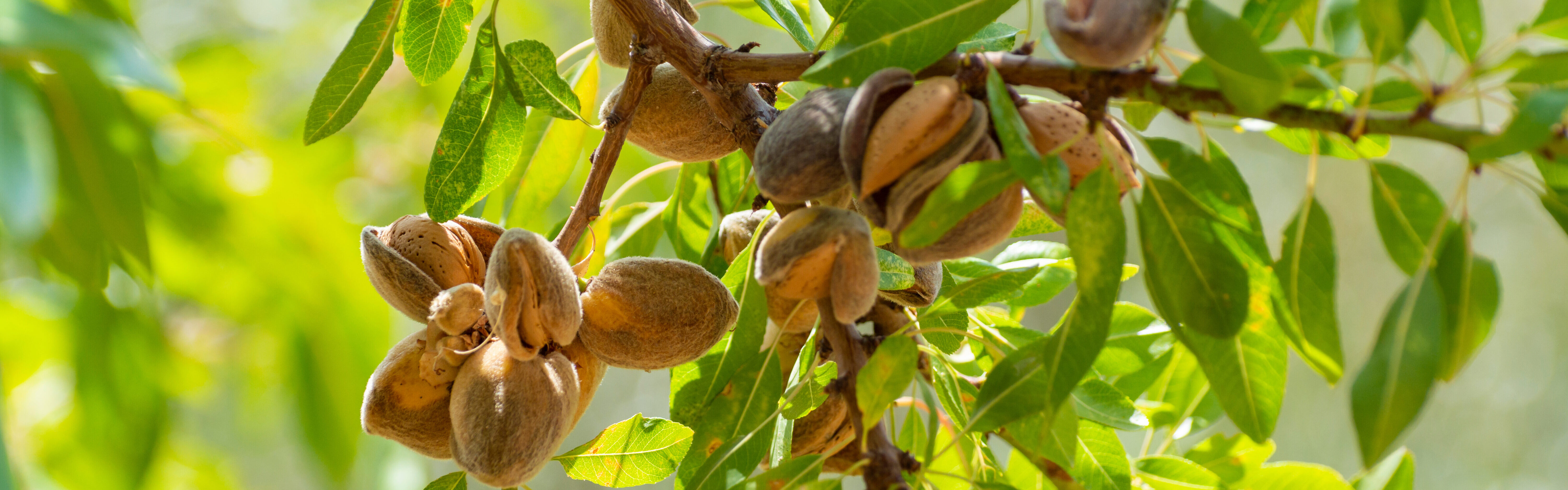 Almonds ready for harvest against green leaves